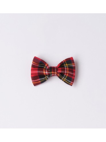 Papillon ido baby e bimbo