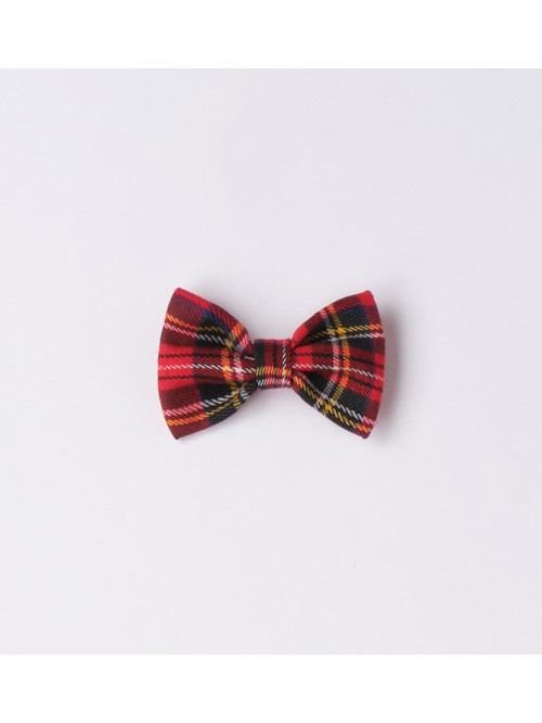 Papillon ido baby e bimbo